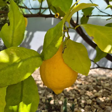 Apartmán & Garden Lavanda *