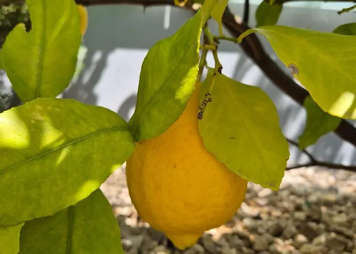 Apartman & Garden Lavanda *